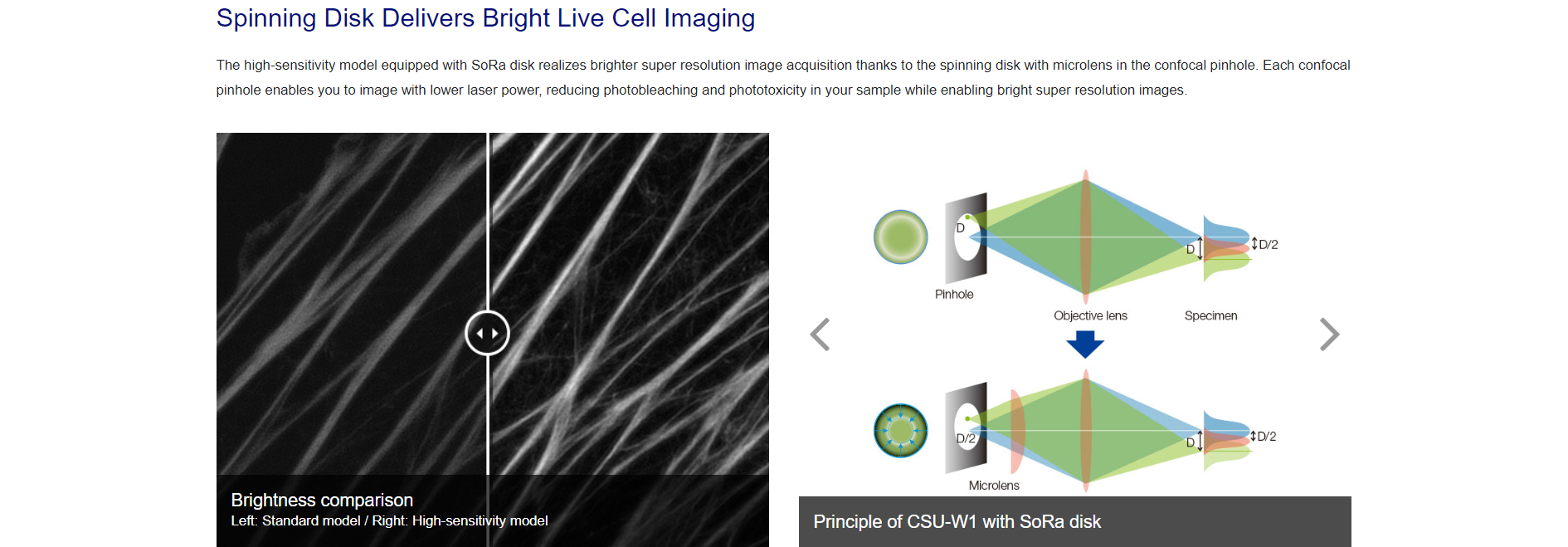 超高分辨率转盘共聚焦显微镜(图11)